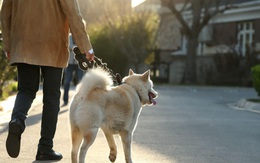 Tranh cãi quanh luật cấm dắt chó ra đường ở Trung Quốc