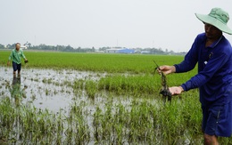 Mưa một trận bơm 5 ngày mới rút hết nước, nông dân 'đứng ngồi không yên'