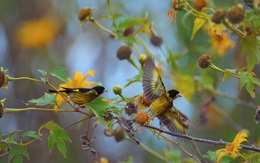 Dalat of Harmony: Tình yêu Đà Lạt trong chợ, trong sương