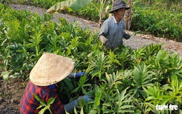Người dân vẫn ra vườn trong vòng vây truy bắt kẻ xả súng 5 người chết ở Củ Chi