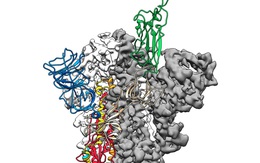 Đột phá nghiên cứu corona: lập bản đồ cấu trúc phân tử 3D virus