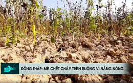Hồng Ngự bác thông tin mè chết do nắng nóng