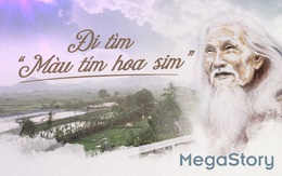 Đi tìm 'màu tím hoa sim'