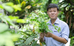 PGS.TS Trần Văn Ơn chỉ ra công dụng vượt trội của dây thìa canh lá to