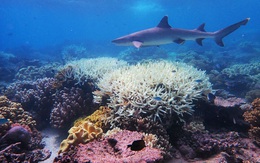 'Làm sáng mây' để cứu quần thể san hô Great Barrier