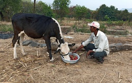 Dâu tây, xà lách phải đổ cho bò ăn vì COVID-19