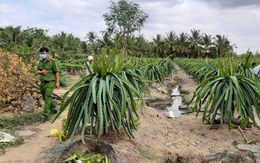 Ra vườn thanh long vào đêm tối, người đàn ông bị điện giật chết