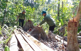 Lâm tặc mở cả cây số đường giữa rừng để đốn gỗ