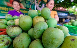 Ngọt thơm 'xoài trứng' Yên Châu, ăn một lần sẽ nhớ mãi