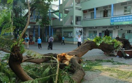 Học sinh tử vong do cây đổ: Mẹ của em mới sinh con nhỏ 3 ngày