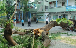 TP.HCM sẽ có quy chế quản lý, chăm sóc cây xanh trường học