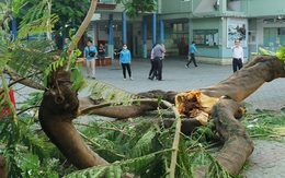 'Ta tên Ngọc hoàng, không phải Trách nhiệm'