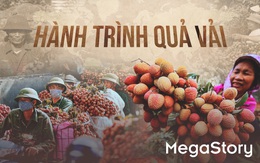 Hành trình quả vải