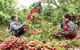 Tập trung đẩy mạnh tín dụng chính sách