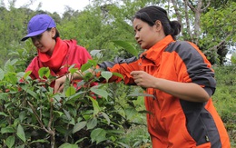 Những cô bé xứ Tuyên tuyệt vời