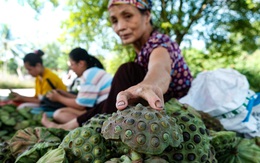Thu hơn trăm triệu đồng mỗi vụ ở vựa sen lớn nhất miền Bắc