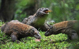 Indonesia hạn chế số khách du lịch tham quan đảo rồng Komodo