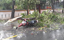 Một chuyên viên Phòng GD-ĐT Huế tử vong do cây ngã đè trong bão số 5