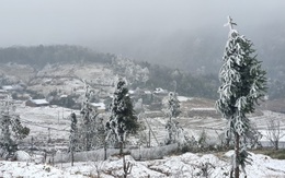 Trâu, bò chết rét do mưa tuyết, băng giá