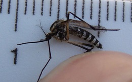 Nghiên cứu thành công vaccine ngừa bệnh chikungunya sau hơn 50 năm