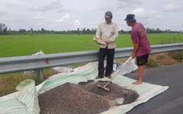 Nông dân 'khóc ròng' với phân bón