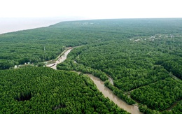Mục tiêu đến năm 2030 trồng mới 20.000 ha rừng ngập mặn, phòng hộ