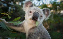 Nguy cơ tuyệt chủng các loài động, thực vật bản địa ở Australia