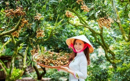 'Quá trình đàm phán mở cửa trái nhãn sang Nhật Bản rất ly kỳ'