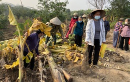 Bị kẻ lạ phá tan hàng nghìn m2 chuối sắp thu hoạch, hơn nửa tháng bà con chưa được trả lời