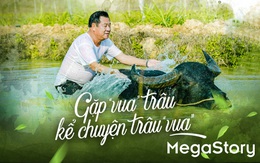 Gặp 'vua' trâu nghe kể chuyện trâu 'vua'