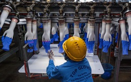 Nhu cầu găng tay cao su toàn cầu có thể vượt cung cho đến năm 2023
