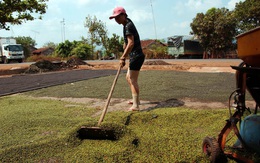 Giá tiêu tăng bất thường