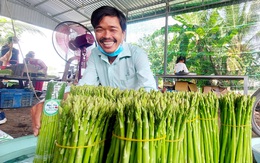 Kết duyên măng tây xanh trên vùng đất lúa