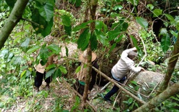 Thanh niên lạc cha mẹ khi vào rừng chơi, nửa tháng sau tìm thấy thi thể