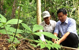 Giấc mơ ngành công nghiệp sâm Ngọc Linh