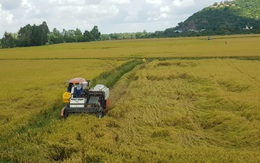 Giá lúa hè thu ‘nhảy múa’, nơi tăng nơi giảm, sau khi ngành nông nghiệp vào cuộc