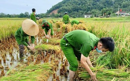 Bộ đội, công an cùng lội ruộng gặt lúa ‘chạy bão’ số 5 giúp dân