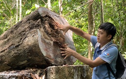 Lâm tặc làm đường, vào rừng phòng hộ đốn cây