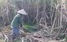 Giá đường cao nhất trong 4 năm, Bộ Công thương tổ chức đấu giá hơn 100.000 tấn đường