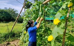 'Vườn rau 0 đồng' cho khu cách ly