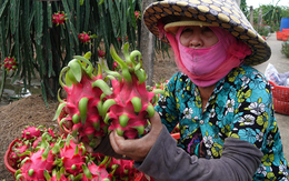 Tiki bán không lợi nhuận trái cây miền Tây, giúp bà con đón Tết ấm no