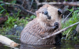 Mùa xuân của hải ly