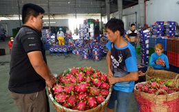 Mua thanh long trữ kho lạnh, chia sẻ với bà con nông dân