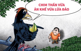 Chim thần vừa ăn khế vừa lừa đảo