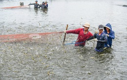 Cần vùng nuôi thủy sản ổn định
