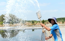 Ông 'vua' làm muối kết tinh