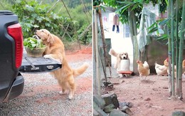 Chú chó thông minh biết phụ giúp chủ làm công việc nhà