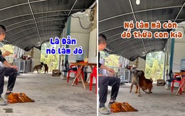 Chú chó lươn lẹo đổ thừa đồng bọn cắn chết gà