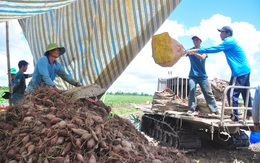 Nông dân ngại tái canh tác khoai lang, dù được xuất khẩu chính ngạch