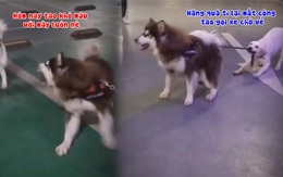 Chú chó ngăn cản đồng bọn đánh nhau